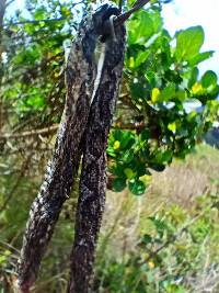 Bothrocophias lojanus image