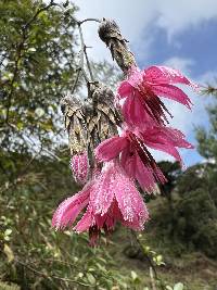 Barnadesia arborea image