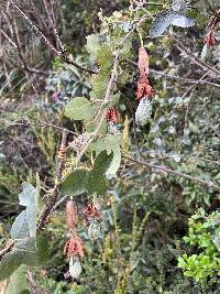 Passiflora glaberrima image