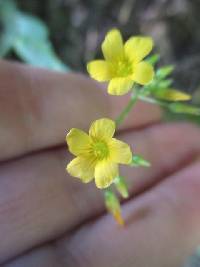 Oxalis peduncularis image