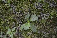 Plantago australis image