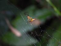 Micrathena gaujoni image