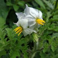 Solanum sisymbriifolium image