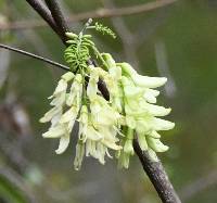 Gliricidia brenningii image