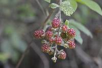 Rubus boliviensis image