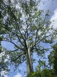 Ceiba trischistandra image