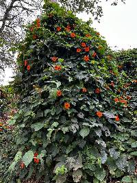 Thunbergia alata image