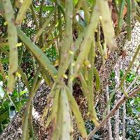 Rhipsalis micrantha image