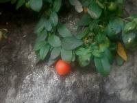 Solanum brevifolium image