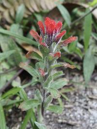 Castilleja arvensis image