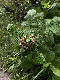 Rubus niveus image