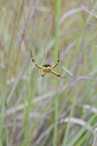 Argiope argentata image