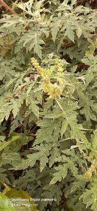 Ambrosia arborescens image