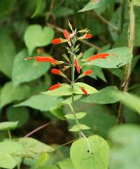 Salvia alborosea image