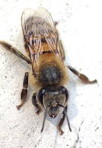 Apis mellifera image