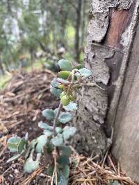 Kalanchoe laxiflora image