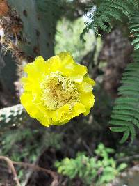 Opuntia galapageia image