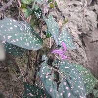 Hypoestes phyllostachya image