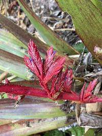 Tillandsia tovarensis image