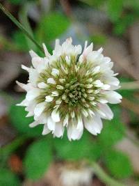 Trifolium repens image