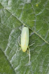 Onega bracteata image