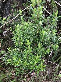 Clinopodium taxifolium image