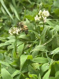 Apis mellifera image