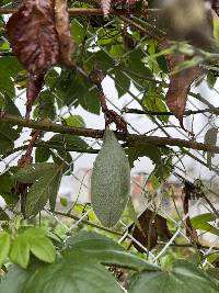 Passiflora tarminiana image