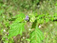 Nicandra physalodes image