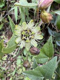 Passiflora exoperculata image