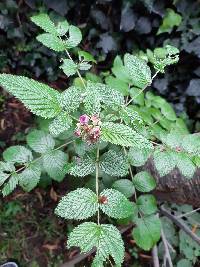 Rubus niveus image