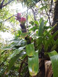 Guzmania gloriosa image