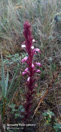 Pedicularis incurva image