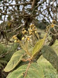 Solanum asperolanatum image