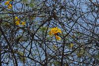 Handroanthus chrysanthus image