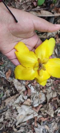 Cochlospermum vitifolium image