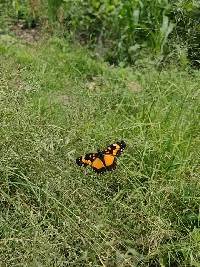 Chlosyne lacinia image