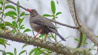 Turdus fuscater image