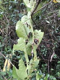 Passiflora ligularis image