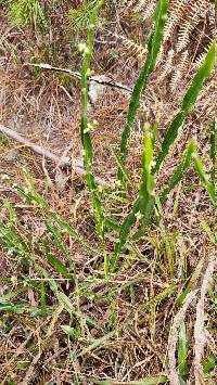 Baccharis genistelloides image