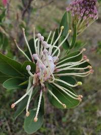 Oreocallis grandiflora image