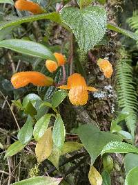 Columnea strigosa image