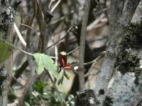 Heliconius himera image