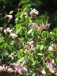 Bauhinia ayabacensis image