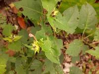 Mirabilis jalapa image