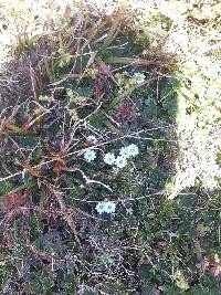 Gentiana prostrata image