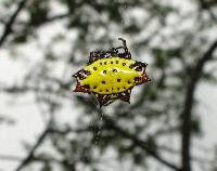 Gasteracantha cancriformis image