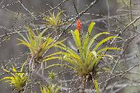 Guzmania monostachia image