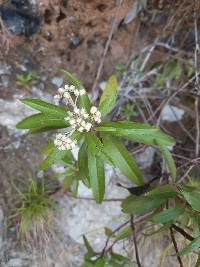 Baccharis latifolia image