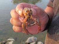 Cherax quadricarinatus image